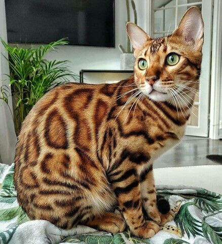 Bengal kitten Pune - GoodPaws