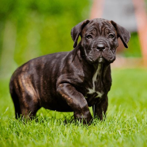 Buy Cane Corso puppy India