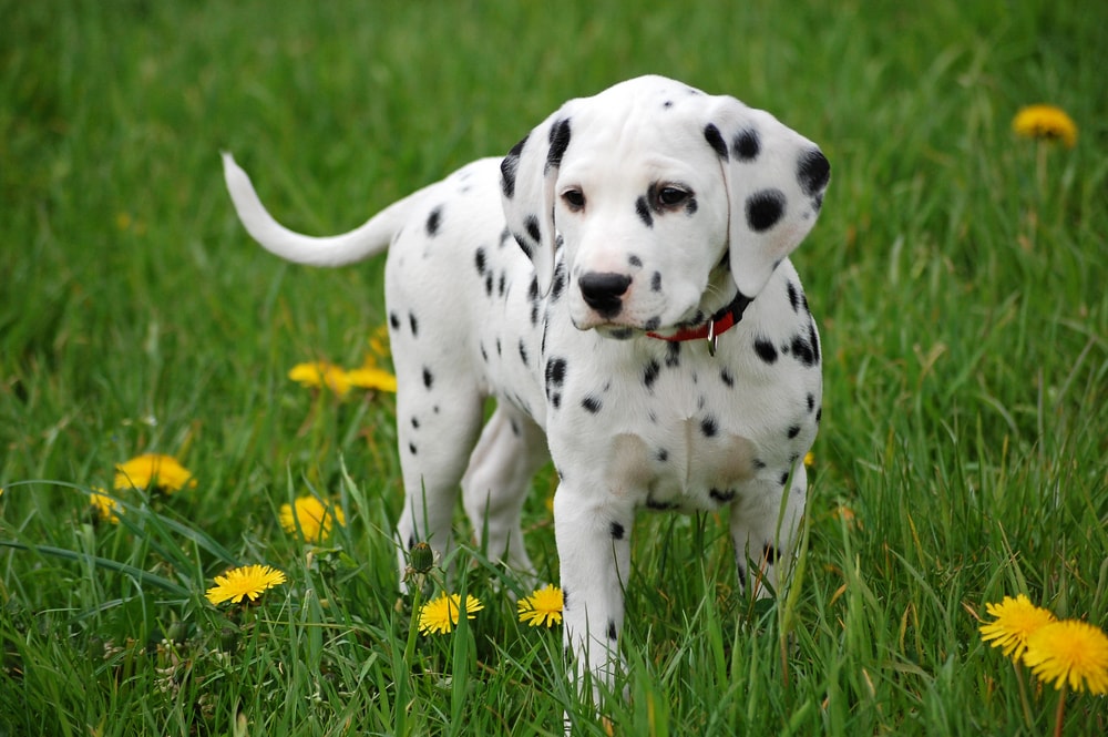 Verified Dalmatian puppy India