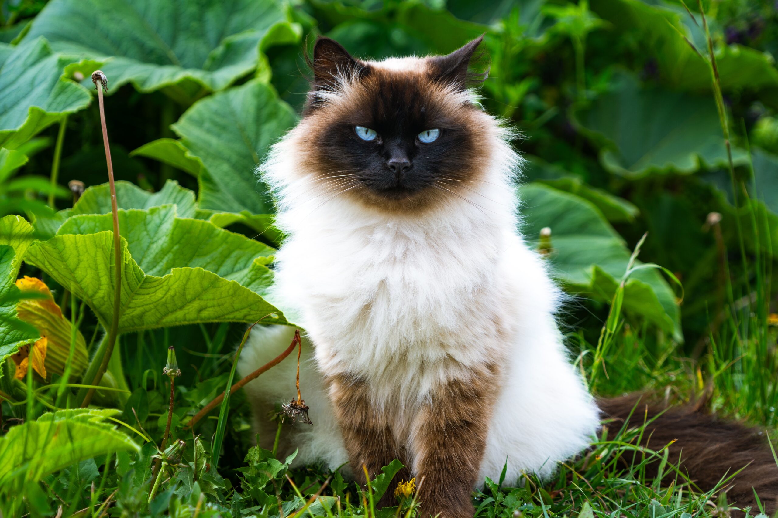 Himalayan kitten