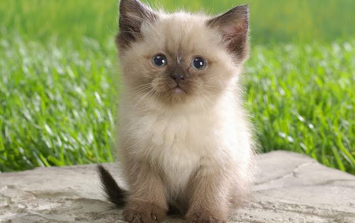 Buy Himalayan kitten India