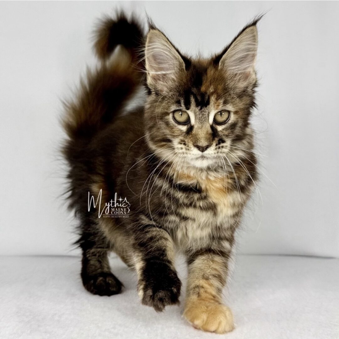Maine Coon kitten Pune - GoodPaws