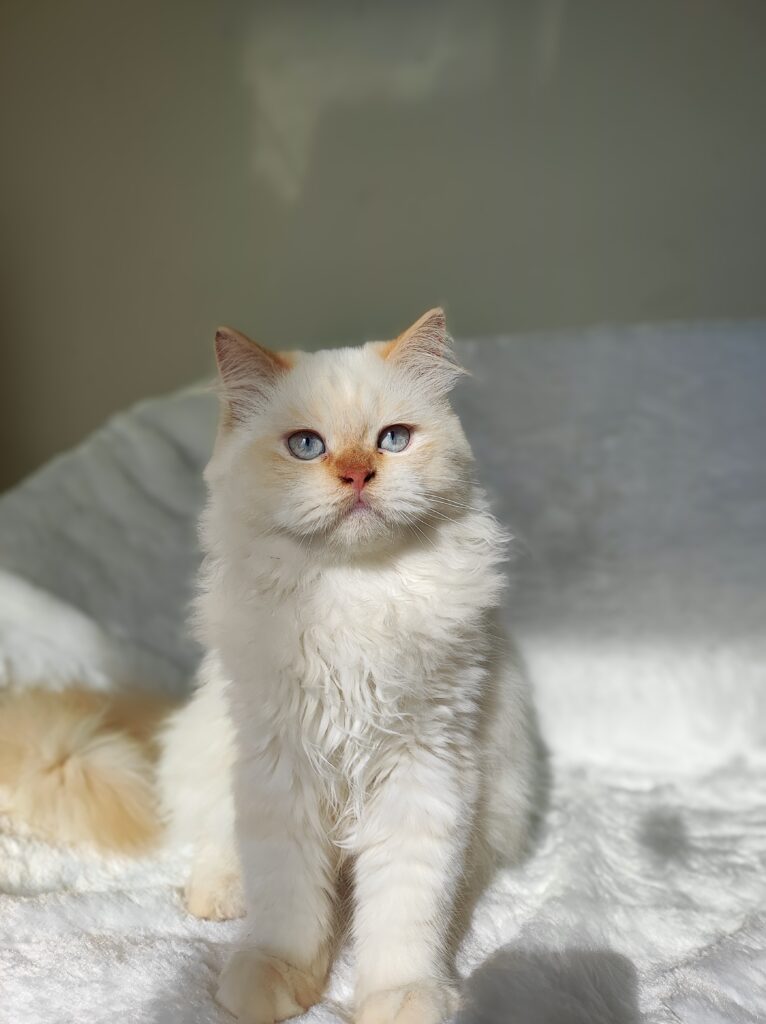 Buy Ragdoll kitten India