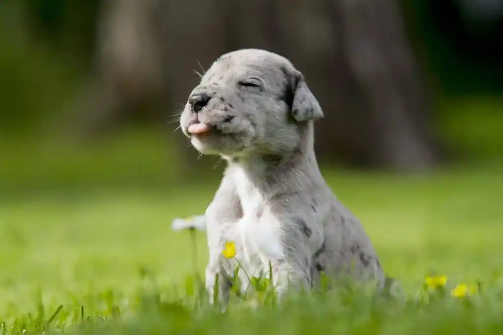 Buy Great Dane puppy India