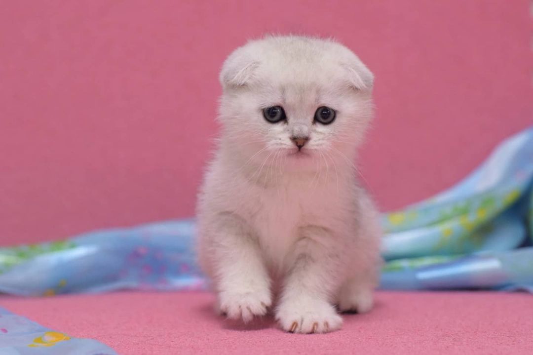 Buy Scottish Fold kitten Noida - GoodPaws