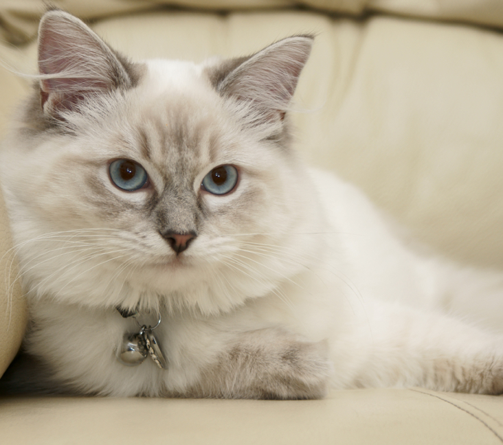 Verified Ragdoll kitten India