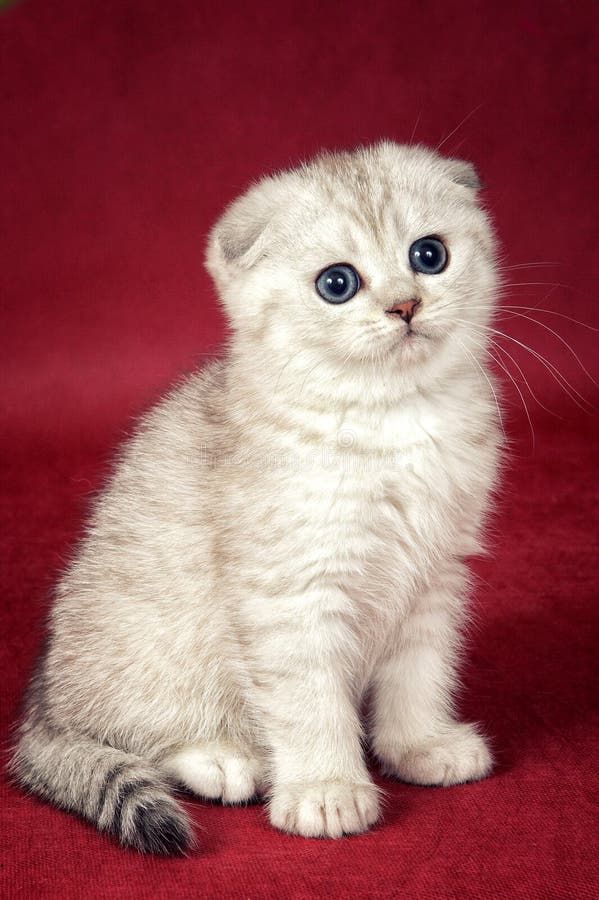 Buy Scottish Fold kitten in Noida - GoodPaws