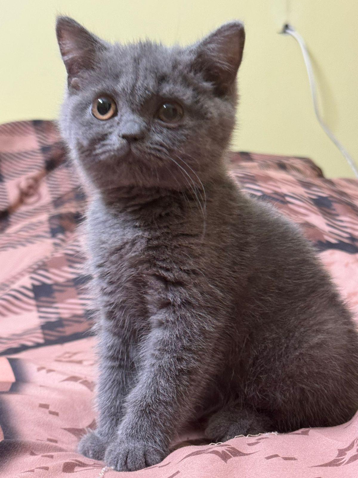 Buy British Shorthair kitten Ghaziabad - GoodPaws