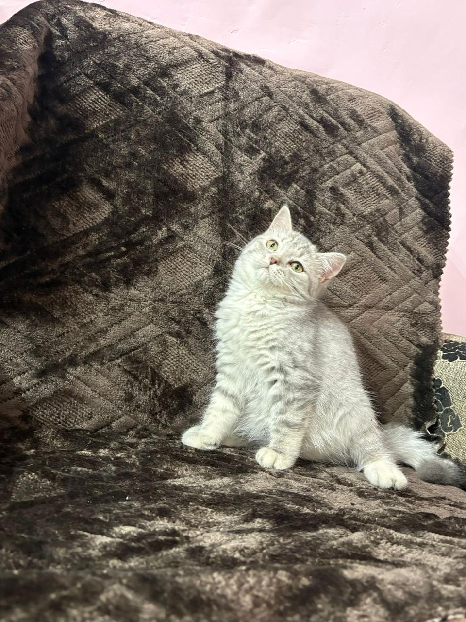 British Shorthair kitten Ghaziabad - GoodPaws