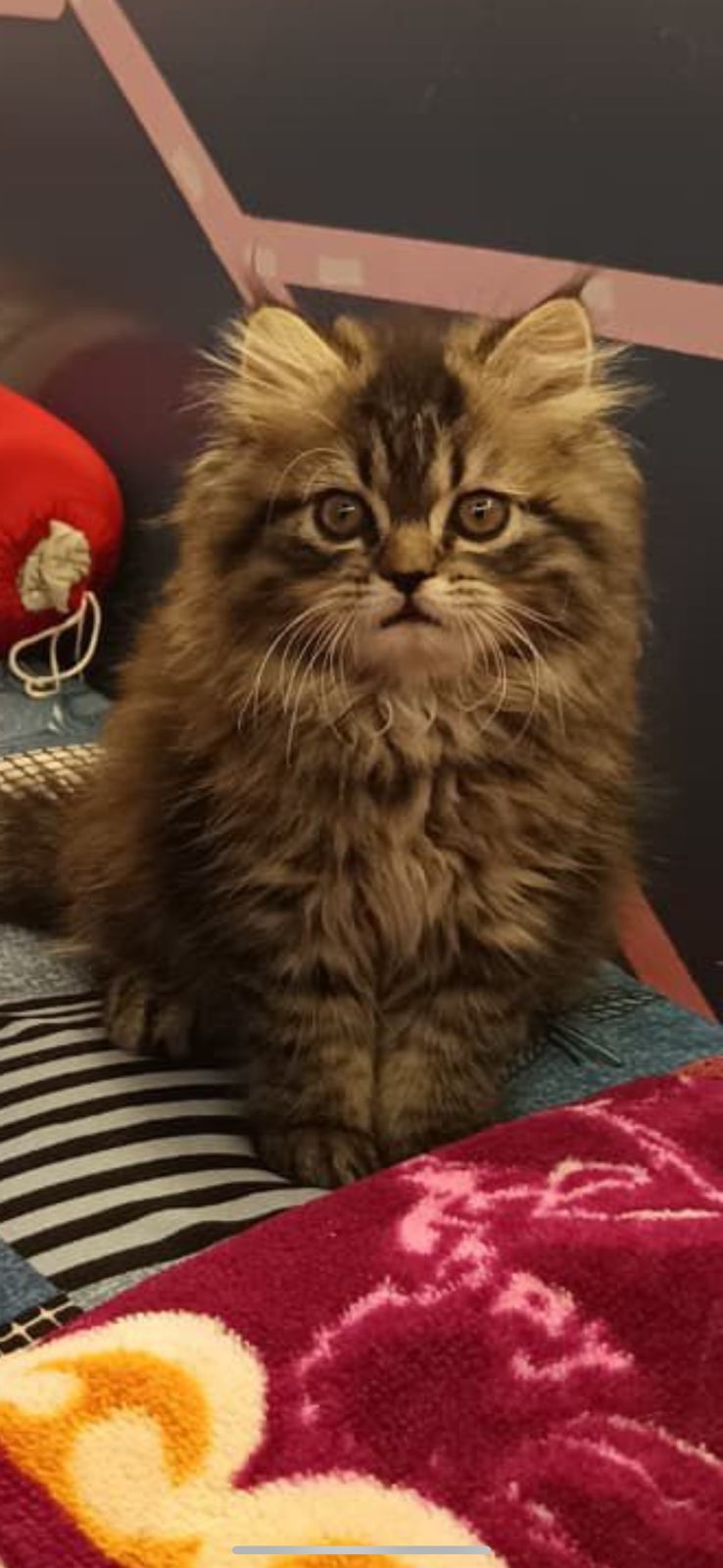 Buy Maine Coon kitten Delhi - GoodPaws