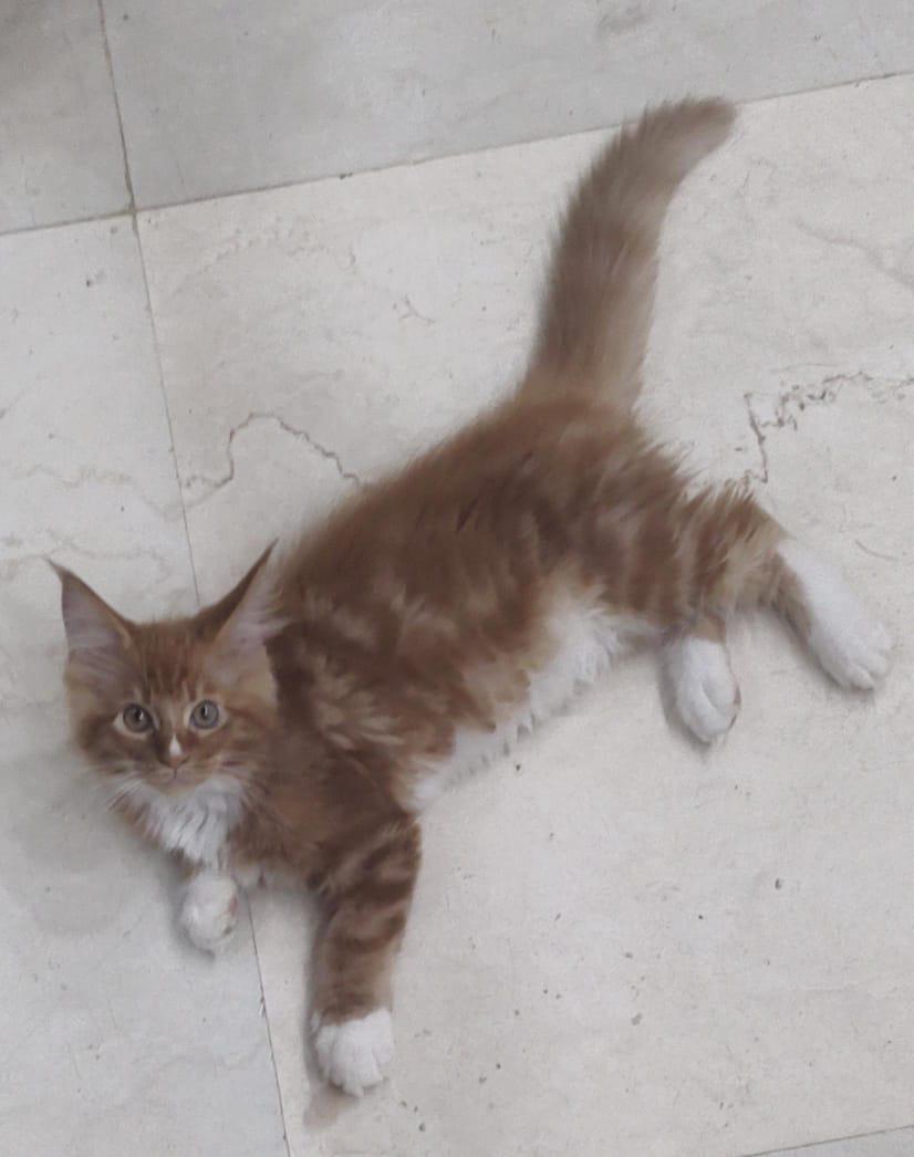 Buy Maine Coon kitten in Pune - GoodPaws
