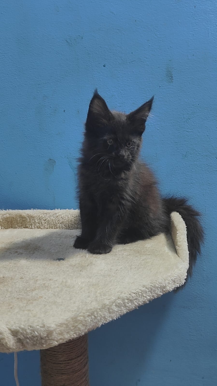 Maine Coon kitten Delhi - GoodPaws