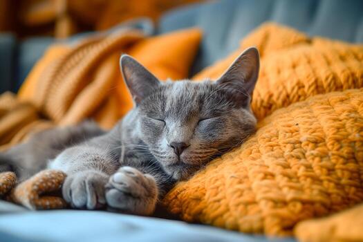 Russian Blue kitten Pune - GoodPaws