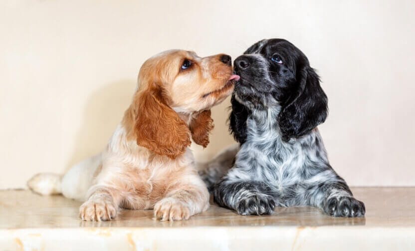Verified Cocker Spaniel puppies in Pune - GoodPaws