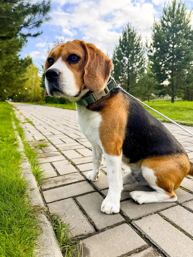 Healthy Beagle puppy in Hyderabad - GoodPaws