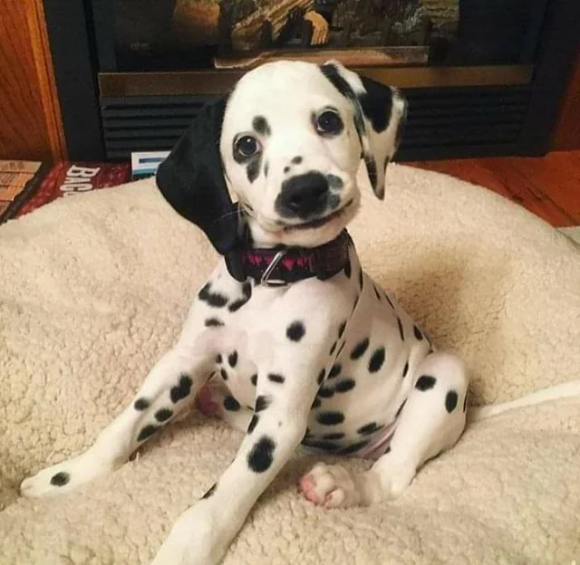 Dalmatian puppy