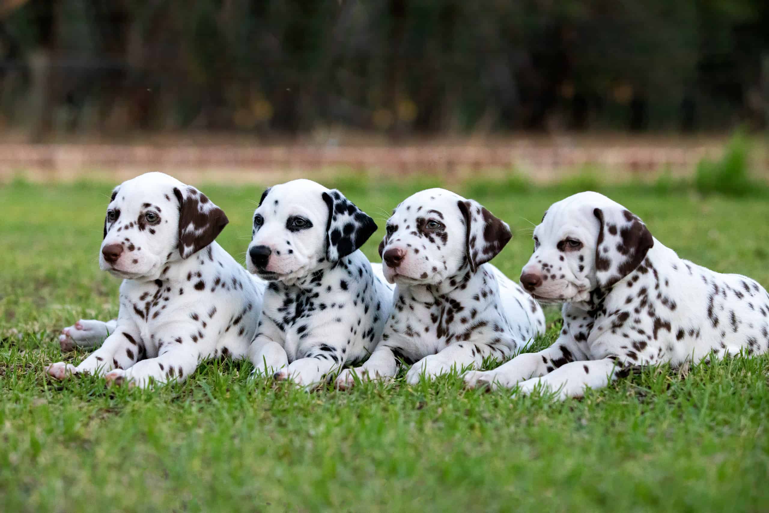 Buy Dalmatian puppy India
