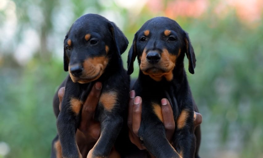 European Doberman Pinscher puppy Noida - GoodPaws