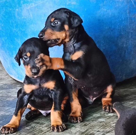 Brown Doberman puppy Noida - GoodPaws