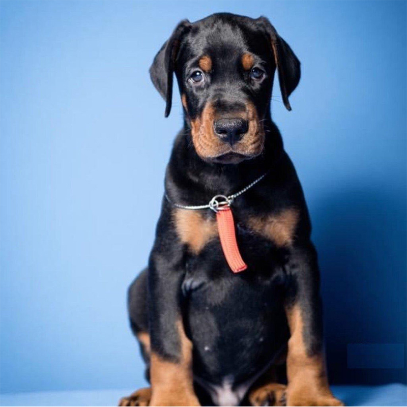 European Doberman Pinscher puppy Gurgaon - GoodPaws