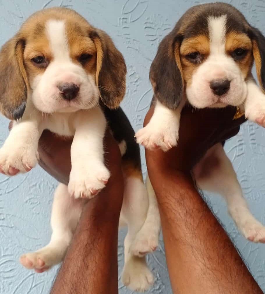 Verified Beagle puppy India
