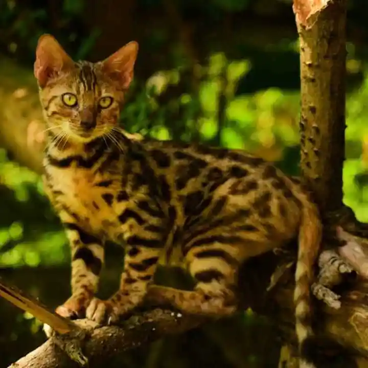 Buy Bengal kitten in Pune - GoodPaws