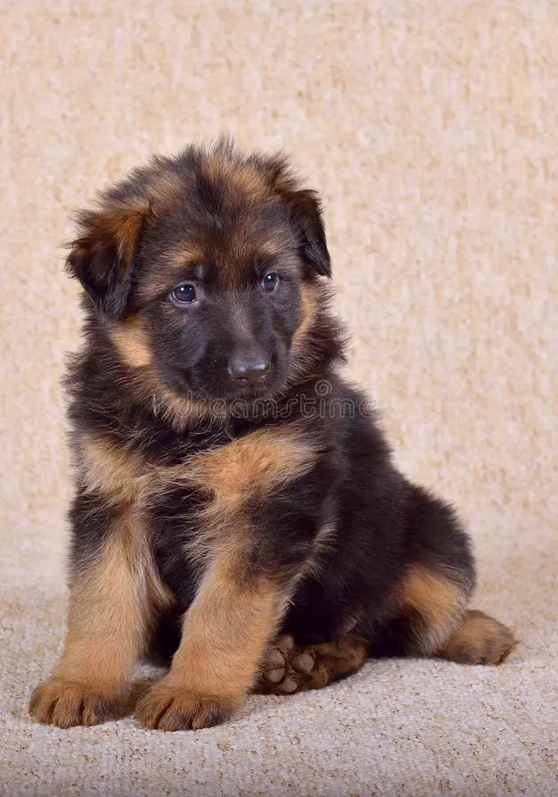 Verified German Shepherd puppy India