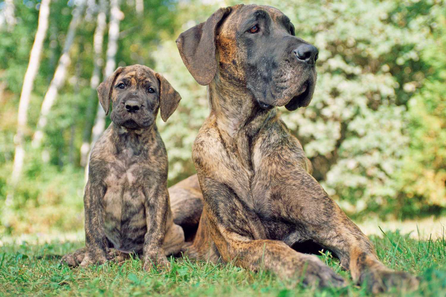 Great Dane puppy