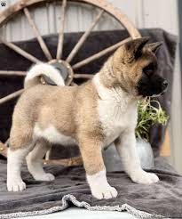 American Akita puppy Mumbai - GoodPaws