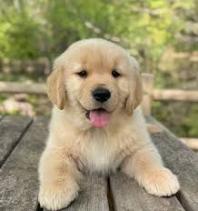 Golden Retriever Puppies for Sale in Faridabad - GoodPaws