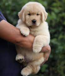 Golden Retriever Puppies for Sale in Noida - GoodPaws