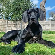 Verified Great Dane puppy India