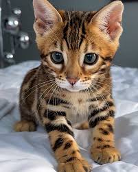 Buy Bengal kitten Pune - GoodPaws