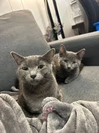 Russian Blue kitten