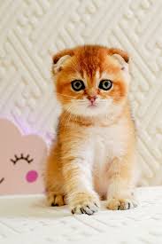 Scottish Fold kitten Noida - GoodPaws