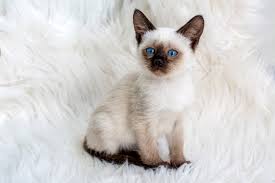Buy Siamese kitten in Noida - GoodPaws