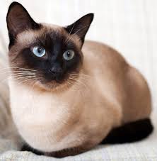 Siamese kitten Noida - GoodPaws
