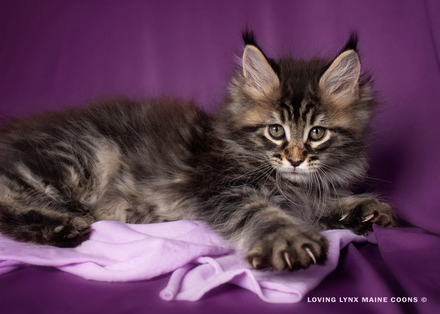 Maine Coon kitten Chennai - GoodPaws