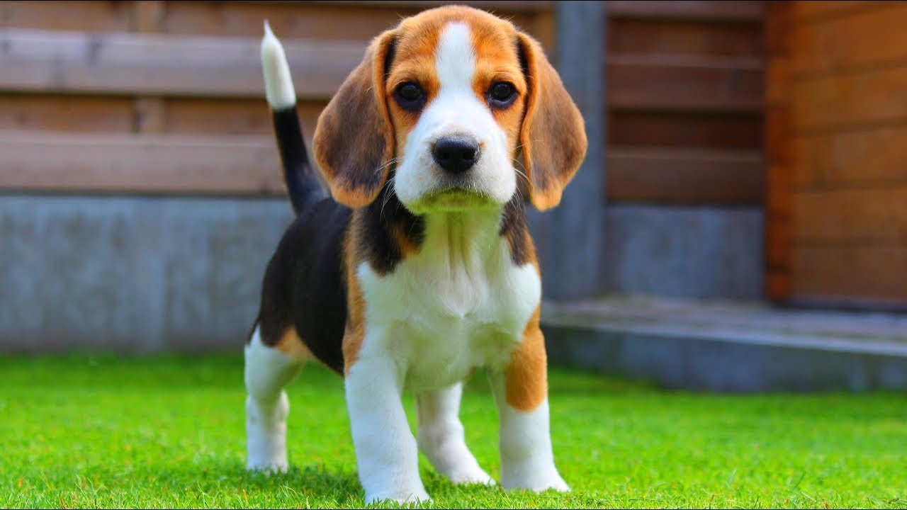 Healthy Beagle puppy in Chennai - GoodPaws