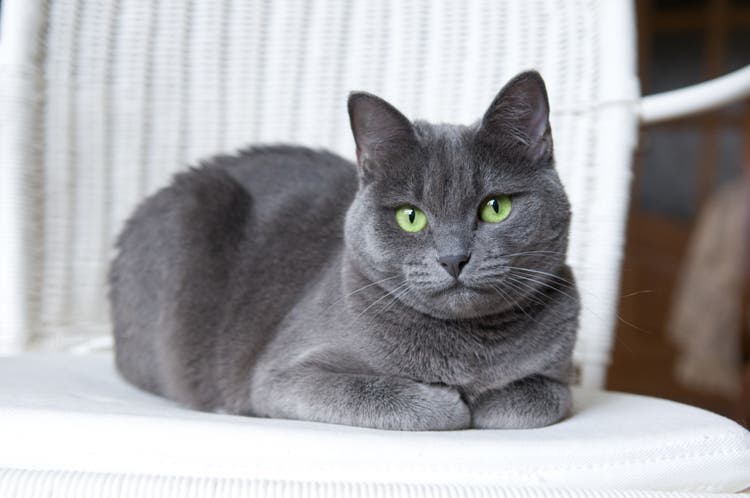 Verified Russian Blue kitten India