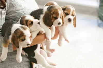 Healthy Beagle puppy in Noida - GoodPaws