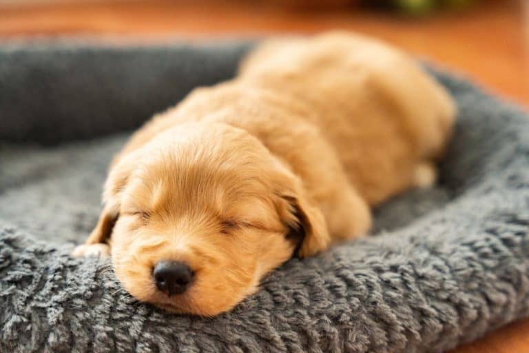 Show quality Golden Retriever puppy Faridabad - GoodPaws