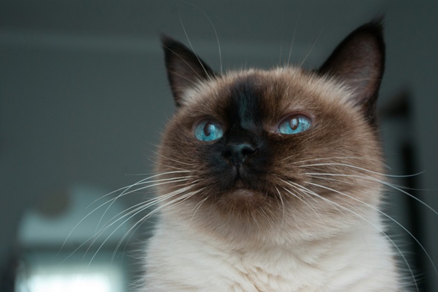 Buy Siamese kitten Noida - GoodPaws