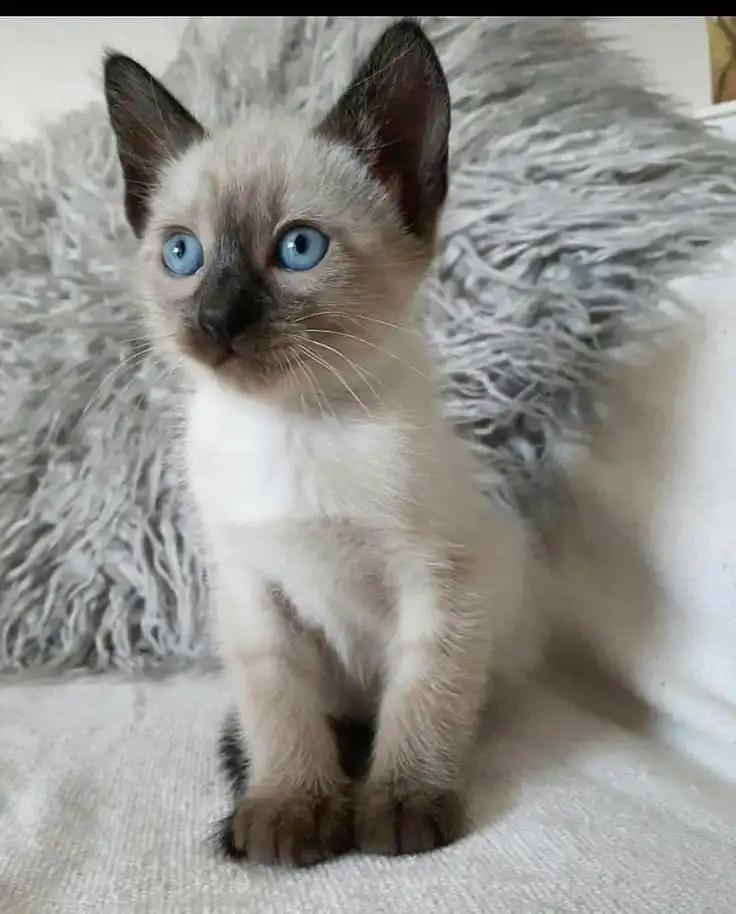 Siamese kitten Pune - GoodPaws