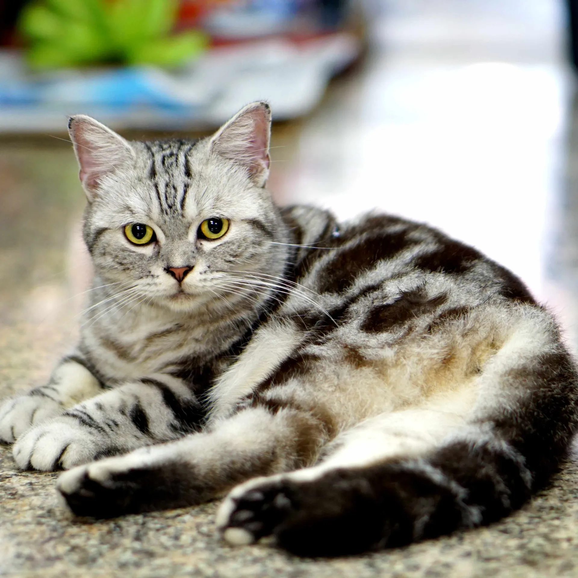 Buy American Shorthair kitten India