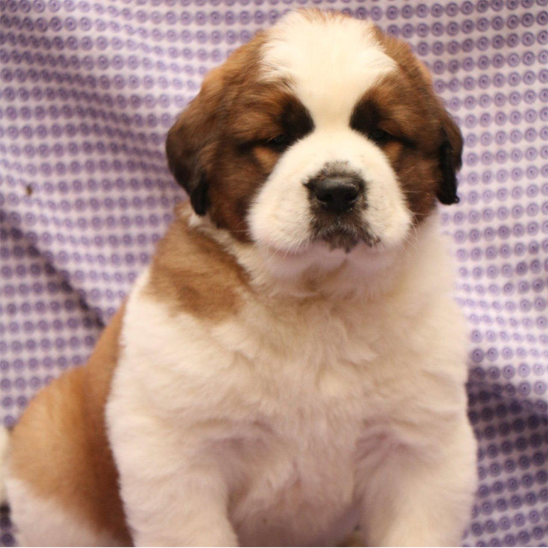 Saint Bernard puppy for sale Noida - GoodPaws