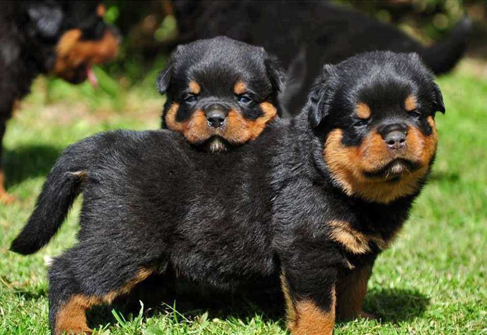 Rottweiler Puppies for Sale in Noida - GoodPaws