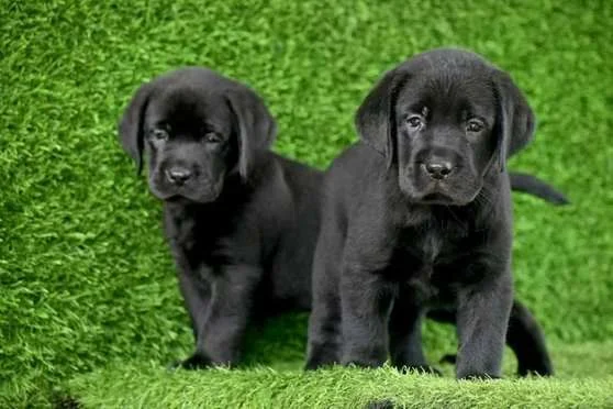 Verified Labrador Retriever puppy India