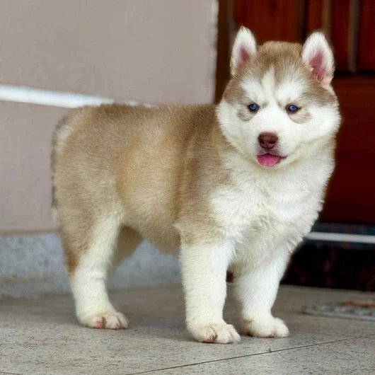 White Siberian Husky puppy Noida - GoodPaws