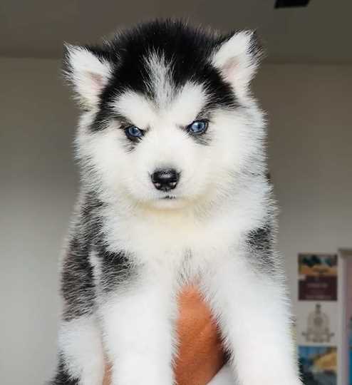 Siberian Husky puppies for sale Hyderabad - GoodPaws